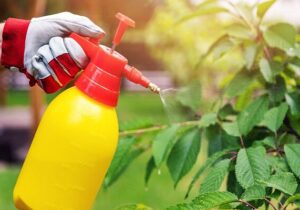 آفتکشها میکروبهای مفید روده را به خطر میاندازند