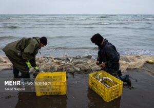 نفس صیاد به دریا بند است؛ معیشت سخت صیادان شمال