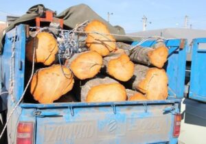 حاتمی: محموله چوب قاچاق در آمل کشف شد