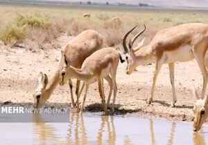 پارک ملی موته در آغوش حسن رباط؛ فرصتی تازه برای گردشگری طبیعت