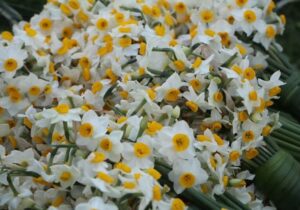 هشتمین جشنواره ملی گل نرگس در جویبار برپا شد