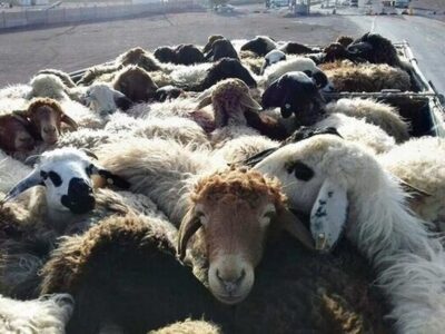 کشف ۳۴ رأس احشام قاچاق در سواحل قشم