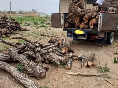 باقری: ۱۵ تن چوب‌آلات جنگلی قاچاق در آمل کشف شد