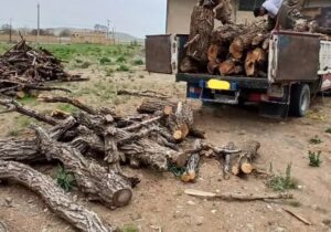 سرهنگ مرادی: مانور مقابله با قاچاق چوب در غرب مازندران برگزار شد