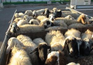 نجف زاده: ۲۶ راس دام قاچاق زنده در بوکان کشف شد