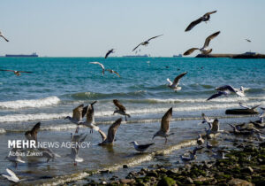 توسعه یک محصول برای حل معضل محیط‌زیستی و اقتصادی در خلیج فارس