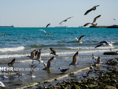 توسعه یک محصول برای حل معضل محیط‌زیستی و اقتصادی در خلیج فارس