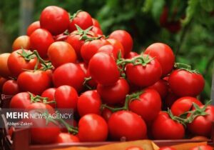 استاندار بوشهر: مشکلات صادرات گوجه فرنگی حل شود