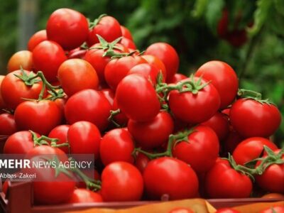 استاندار بوشهر: مشکلات صادرات گوجه فرنگی حل شود