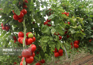 بذر هیبرید گوجه فرنگی در بوشهر رونمایی شد