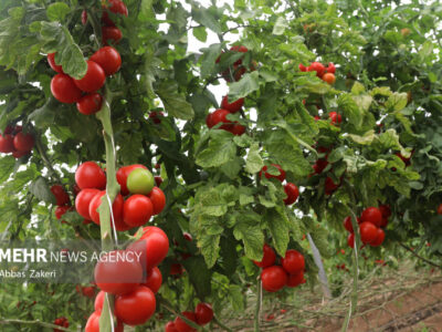 بذر هیبرید گوجه فرنگی در بوشهر رونمایی شد