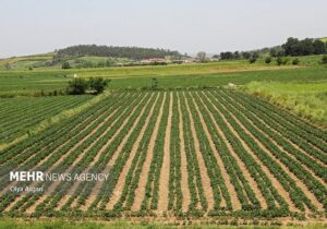استفاده از سامانه LFP برای ادارات ثبت و جهاد کشاورزی الزامی شد
