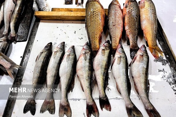 آذربایجان غربی قطب شیلات و آبزیان کشور؛۲۱ هزارتن آبزی تولید می شود