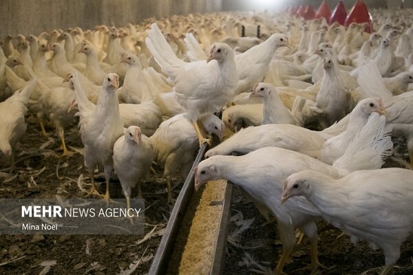 نهاده دامی؛ قطاری که به مقصد نرسید