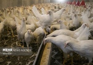 نهاده دامی؛ قطاری که به مقصد نرسید