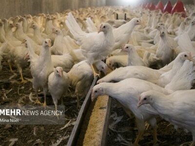نهاده دامی؛ قطاری که به مقصد نرسید