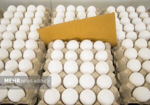 افزایش قیمت تخممرغ در بازار بوشهر؛ تولید صنعتی در استان نداریم