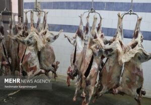 باند توزیع گوشتهای آلوده در اصفهان منهدم شد