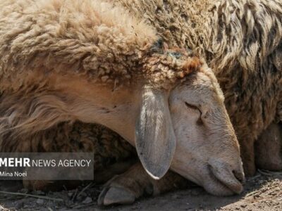 خانزاده:۱۴۳ رأس گوسفند فاقد مجوز حمل در شهرستان کاشمر توقیف شد
