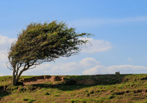 وزش باد در ایلام قربانی گرفت