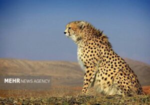 یوزپلنگ نر «هیوا» در پارک ملی توران شاهرود مشاهده شد