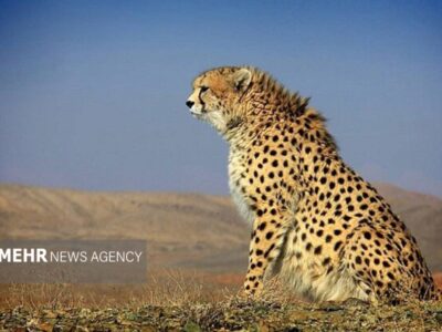 یوزپلنگ نر «هیوا» در پارک ملی توران شاهرود مشاهده شد