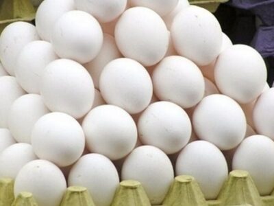 خانزاده: بیش از ۲ تن تخم مرغ فاقد گواهی بهداشتی در کاشمر توقیف شد