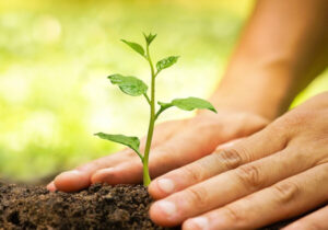 کاشت ۱۶۰ هزار نهال مرتعی در گنبدکاووس با مشارکت بخش خصوصی