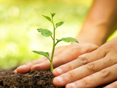 کاشت ۱۶۰ هزار نهال مرتعی در گنبدکاووس با مشارکت بخش خصوصی