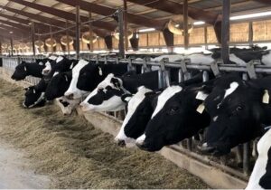 پرونده مسموم سازی دامها در بابل روی میز دستگاه قضایی قرار گرفت