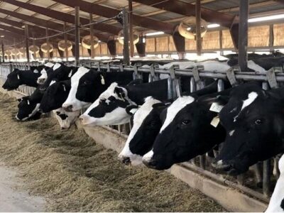 پرونده مسموم سازی دامها در بابل روی میز دستگاه قضایی قرار گرفت