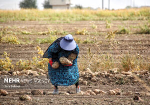 اجرای یکجاکِشتی در بیش از ۱۹ هزار هکتار از اراضی کشاورزی کرمانشاه