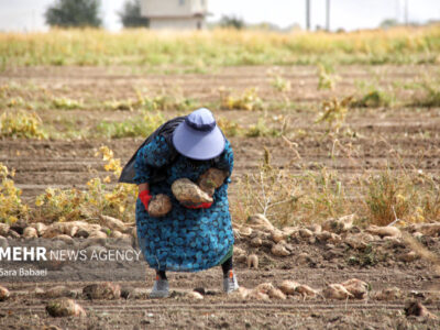 اجرای یکجاکِشتی در بیش از ۱۹ هزار هکتار از اراضی کشاورزی کرمانشاه