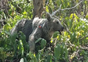 مشاهده یک خرس قهوهای به همراه دو تولهاش در منطقه حفاظت شده دنا