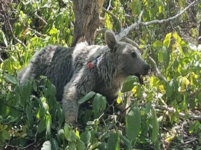 مشاهده یک خرس قهوهای به همراه دو تولهاش در منطقه حفاظت شده دنا