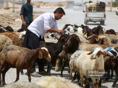 قیمت جدید دامزنده ۲۴ آذرماه ۱۴۰۴ اعلام شد/ افزایش قیمت گوسفند و گوساله، عجیب شد + جدول