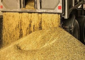 توزیع نهادههای دامی از بندر امام ۱۶ درصد رشد کرد