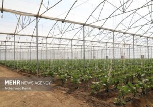 بهره مندی ۸۰۰ خانواده از کشت گلخانه ای در خراسان جنوبی