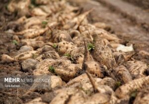 کشت قراردادی بیش از ۴ هزار هکتار از اراضی کشاورزی کرمانشاه