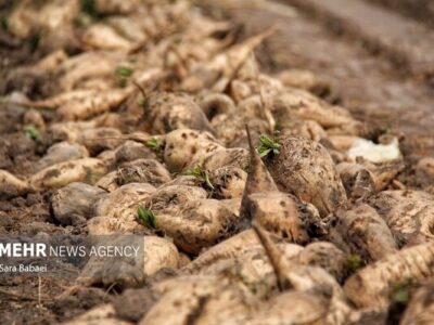 کشت قراردادی بیش از ۴ هزار هکتار از اراضی کشاورزی کرمانشاه