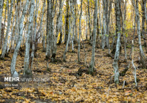 نشست کارگروه ملی طبیعتگردی با محور حفاظت و توسعه پایدار برگزار شد
