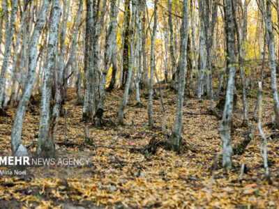 نشست کارگروه ملی طبیعت‌گردی با محور حفاظت و توسعه پایدار برگزار شد