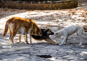 سگهای بلاصاحب در چالوس فوری ساماندهی شود