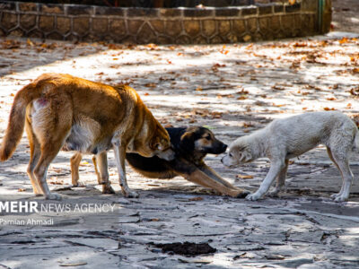 سگهای بلاصاحب در چالوس فوری ساماندهی شود