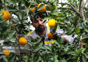 برداشت مرکبات در ۲ هزار هکتار از باغات شهرستان گچساران آغاز شد