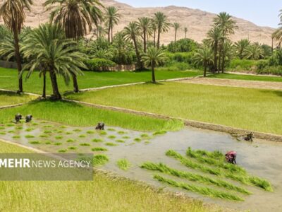 گزارش دیوان محاسبات از عدم تحقق قانون اخذ عوارض از چاههای کشاورزی