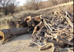 توقیف پنج تن چوب قاچاق در سنقروکلیایی
