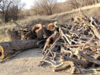 توقیف پنج تن چوب قاچاق در سنقروکلیایی