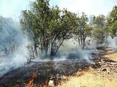 مرزبانی: بیش از ۵ هزار متر مربع از جنگل‌ های تالش در آتش سوخت