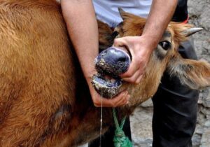 مدیرکل دامپزشکی کرمان: اولین مورد تب برفکی در استان کرمان مشاهده شد